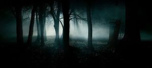 801px-Dark_forest